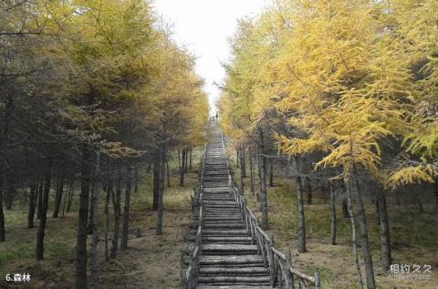 山西灵石红崖峡谷旅游攻略 之 森林