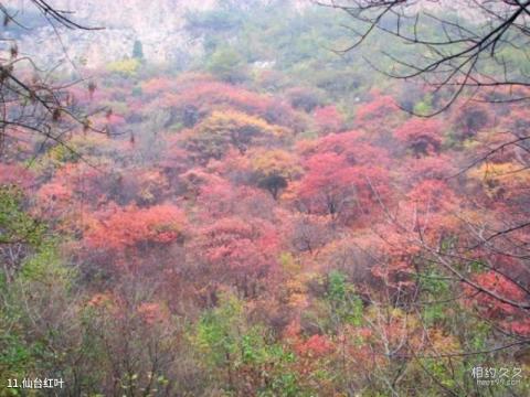 井陉仙台山风景区旅游攻略 之 仙台红叶