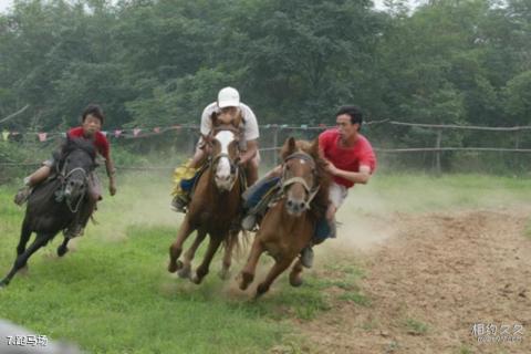 郑州金鹭鸵鸟游乐园旅游攻略 之 跑马场