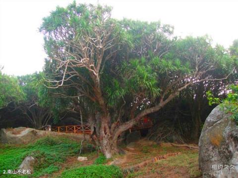 三亚大小洞天旅游攻略 之 南山不老松