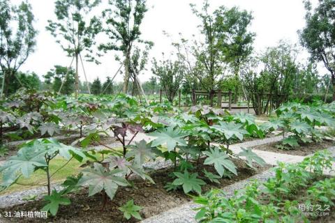 上海辰山植物园旅游攻略 之 油料植物园