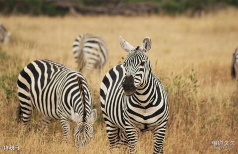 肯尼亚安博塞利国家公园旅游攻略 之 斑马