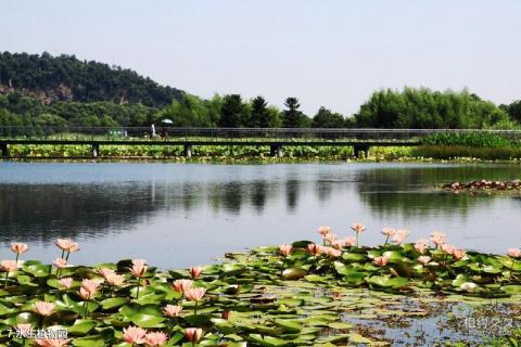 上海辰山植物园旅游攻略 之 水生植物园