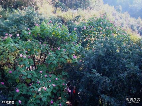 福建佛子山风景名胜区旅游攻略 之 政和杏