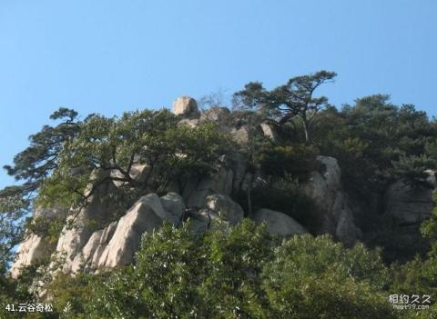 泰安新泰莲花山旅游攻略 之 云谷奇松