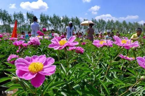 黑龙江农业经济职业学院芍菊古苑景区旅游攻略 之 芍菊园