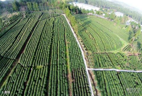 巴中南江云顶茶乡旅游景区旅游攻略 之 茶场