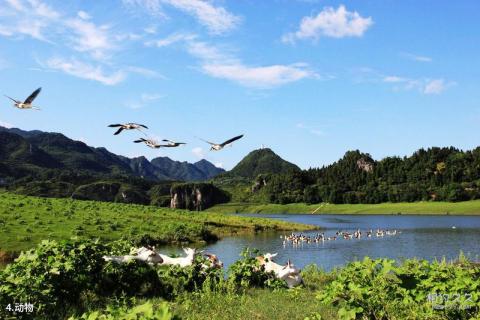 保靖酉水吕洞山风景区旅游攻略 之 动物