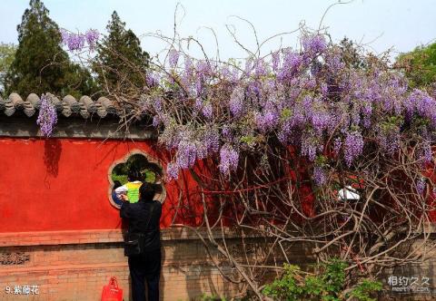 太原双塔寺旅游攻略 之 紫藤花