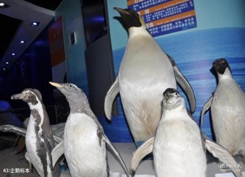 青岛水族馆旅游攻略 之 企鹅标本