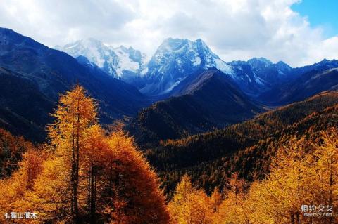 白马雪山高山杜鹃林旅游攻略 之 高山灌木