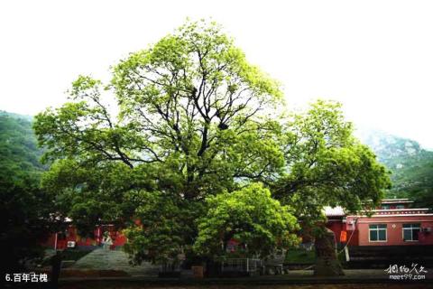 阜新宝力根寺风景区旅游攻略 之 百年古槐