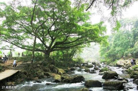 从化石门国家森林公园旅游攻略 之 相思古榕