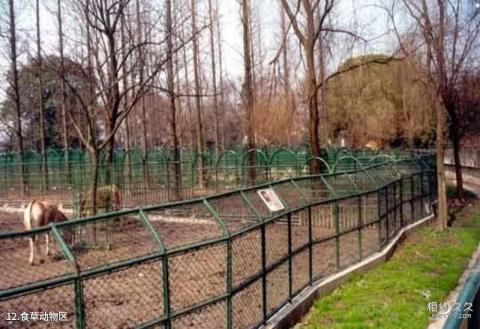 上海动物园旅游攻略 之 食草动物区