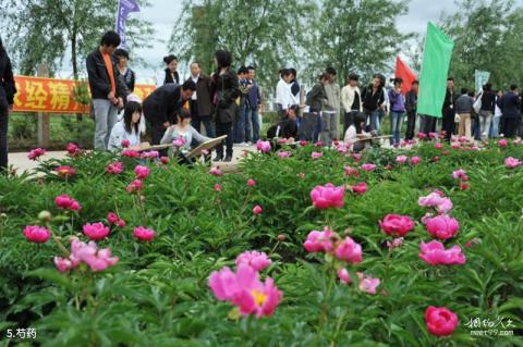 黑龙江农业经济职业学院芍菊古苑景区旅游攻略 之 芍药