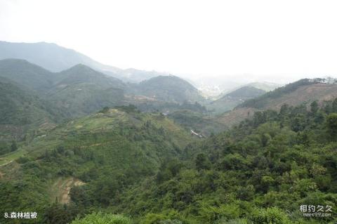 武汉木兰云雾山风景区旅游攻略 之 森林植被