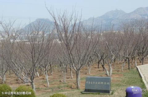 大连炮台山公园旅游攻略 之 中日青年友好樱花林