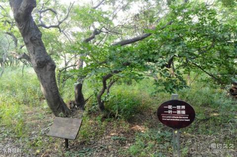 唐山湾国际旅游岛旅游攻略 之 菩提树