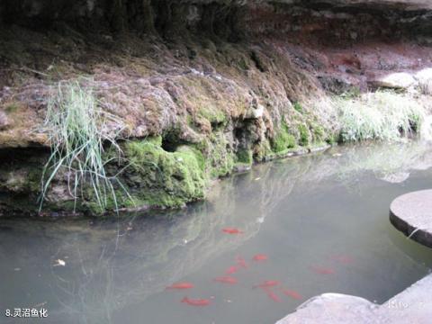 崇信龙泉寺旅游攻略 之 灵沼鱼化