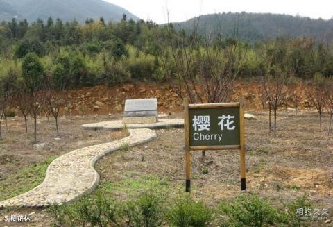 池州大历山风景区旅游攻略 之 樱花林