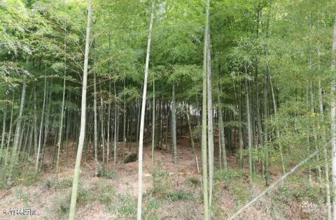 常州天目湖望湖岭旅游攻略 之 竹林历险