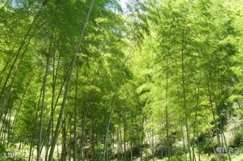 福建九龙漈瀑布旅游攻略 之 竹林