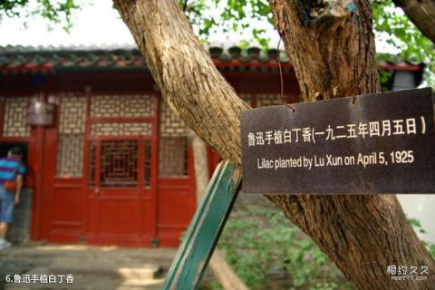 北京鲁迅博物馆旅游攻略 之 鲁迅手植白丁香