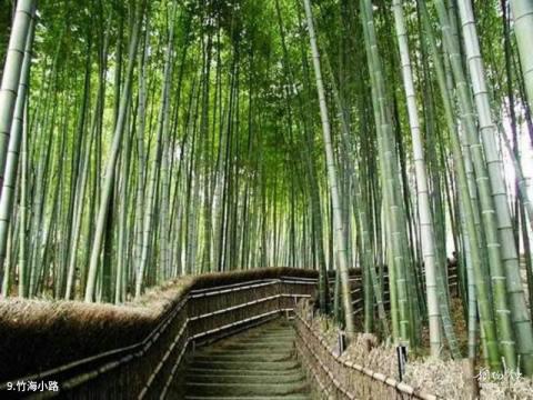 桃花江竹海旅游区旅游攻略 之 竹海小路