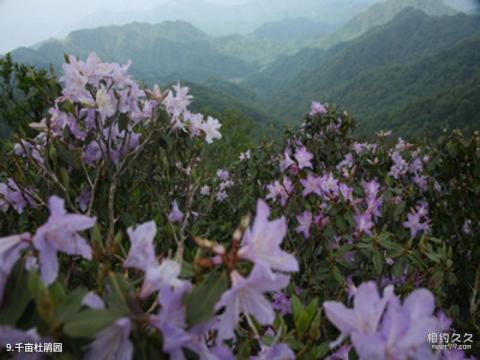 洛阳伏牛山滑雪度假乐园旅游攻略 之 千亩杜鹃园