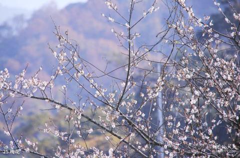 从化石门国家森林公园旅游攻略 之 梅花