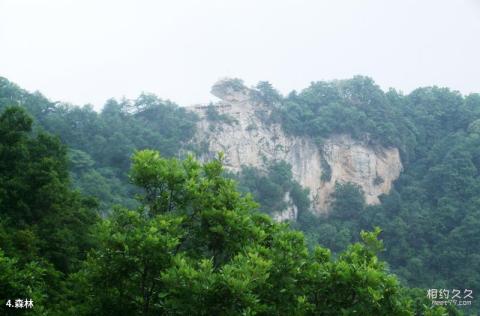 西安祥峪森林公园旅游攻略 之 森林