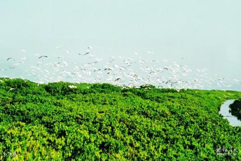 福建漳江口红树林国家级自然保护区旅游攻略 之 飞鸟