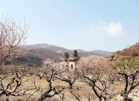 晋阳蒙山大佛旅游攻略 之 桃花盛开