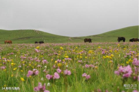 新疆喀拉峻草原旅游攻略 之 粉色与黄色