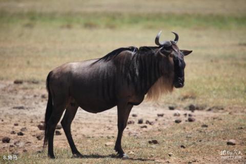 坦桑尼亚恩戈罗恩戈罗自然保护区旅游攻略 之 角马