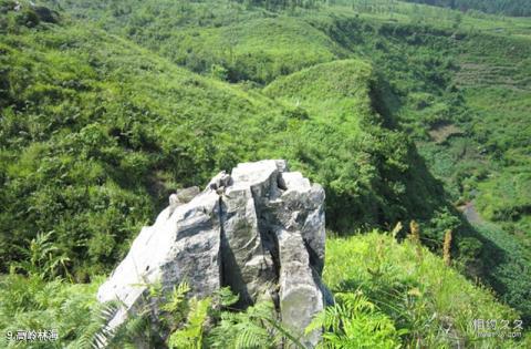 晴隆三望坪风景区旅游攻略 之 高岭林海