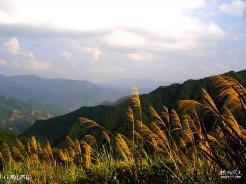 丽水白云山森林公园旅游攻略 之 高山芦花