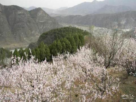 将军坨风景区旅游攻略 之 风景林