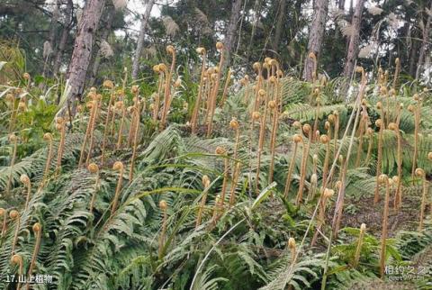 宜宾长宁佛来山旅游攻略 之 山上植物