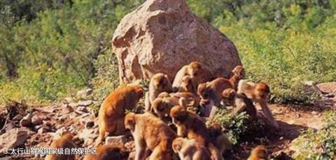 太行山风景区旅游攻略 之 太行山猕猴国家级自然保护区