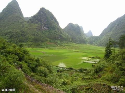 荔波茂兰喀斯特森林旅游攻略 之 溪鸟田园