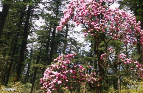 洪雅瓦屋山森林公园旅游攻略 之 杜鹃矮林