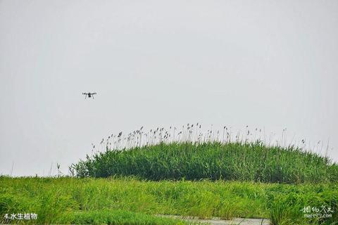 湖北龙感湖国家级自然保护区旅游攻略 之 水生植物