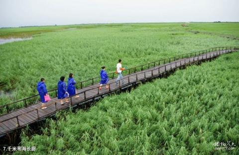 大庆珰奈湿地旅游攻略 之 千米苇海长廊