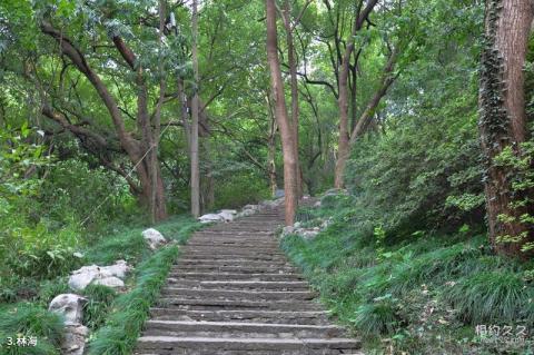 杭州玉皇山风景区旅游攻略 之 林海