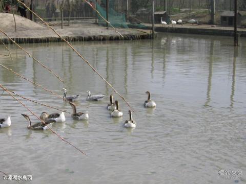 泰州溱湖风景区旅游攻略 之 溱湖水禽园