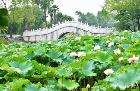 铜陵永泉农庄度假村旅游攻略 之 荷花池