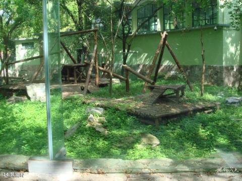 上海动物园旅游攻略 之 熊猫岭