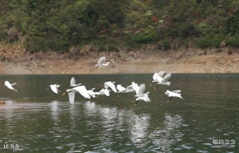 杭州千岛湖风景名胜区旅游攻略 之 鸟岛