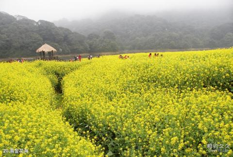 从化石门国家森林公园旅游攻略 之 黄金花海